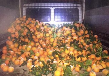 Ramacca, Cc sventano grosso furto di agrumi: recuperata una tonnellata di arance