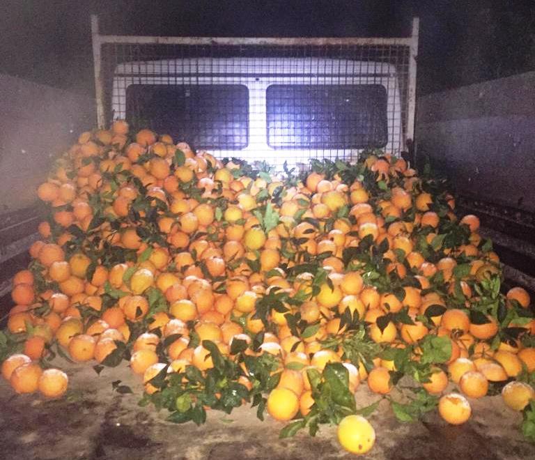 Ramacca, Cc sventano grosso furto di agrumi: recuperata una tonnellata di arance
