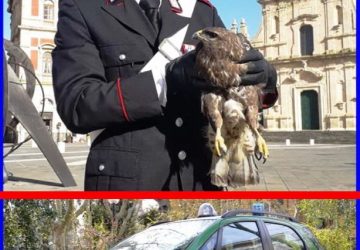 Grammichele, grazie alla segnalazione di un cittadino i carabinieri salvano un esemplare di poiana