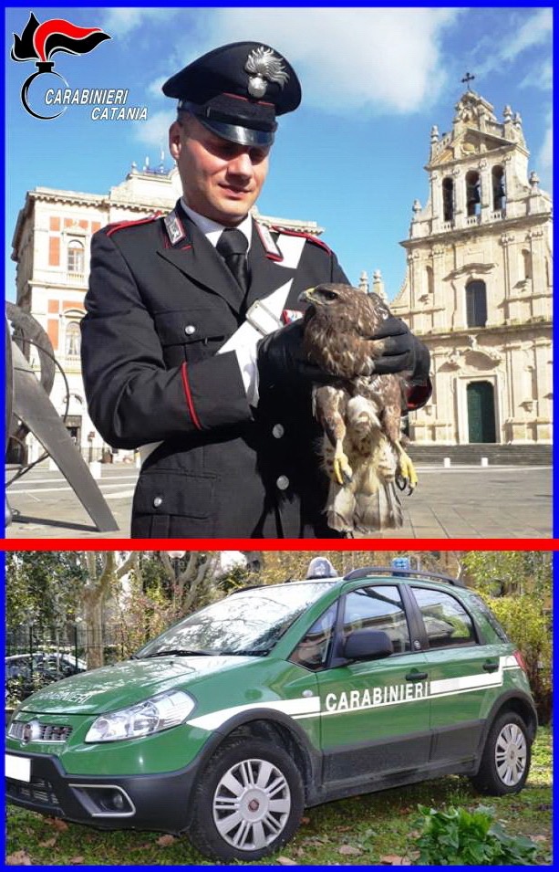 Grammichele, grazie alla segnalazione di un cittadino i carabinieri salvano un esemplare di poiana