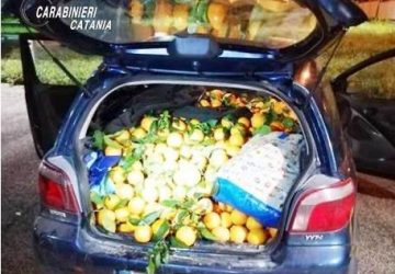 Scordia, furto di agrumi, intercettati due ladruncoli con 600 chili di arance