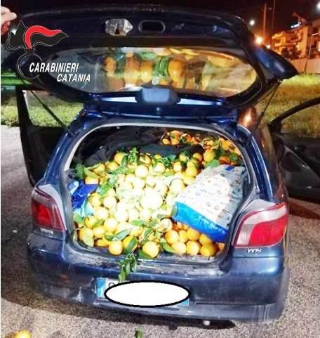 Scordia, furto di agrumi, intercettati due ladruncoli con 600 chili di arance