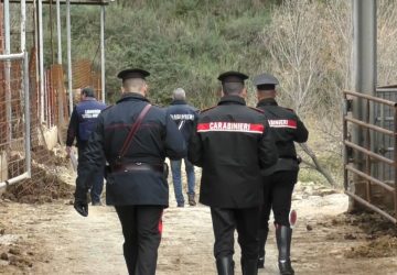 Cesar&ograve;, denunciati i titolari due aziende zootecniche e sequestrati 48 capi di bestiame
