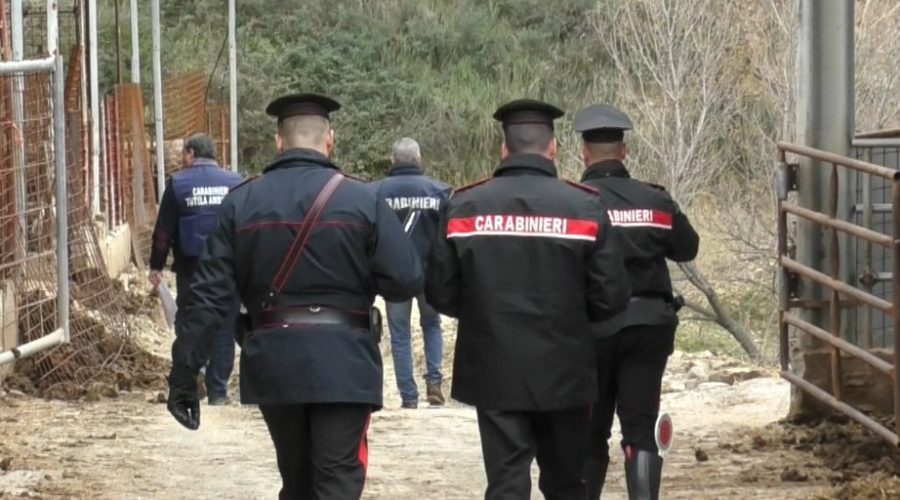 Cesarò, denunciati i titolari due aziende zootecniche e sequestrati 48 capi di bestiame