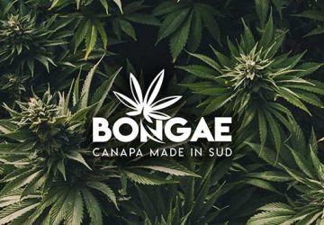 Canapa legale, la sfida della start-up siciliana Bongae