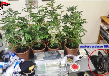 Mascali, ancora un arresto per droga. Maestro di arti marziali teneva in casa 9 piante di cannabis indica