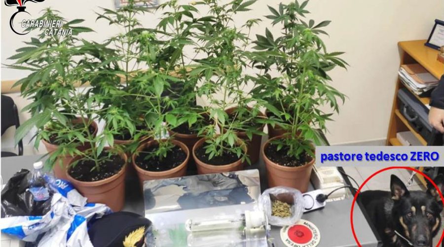 Mascali, ancora un arresto per droga. Maestro di arti marziali teneva in casa 9 piante di cannabis indica