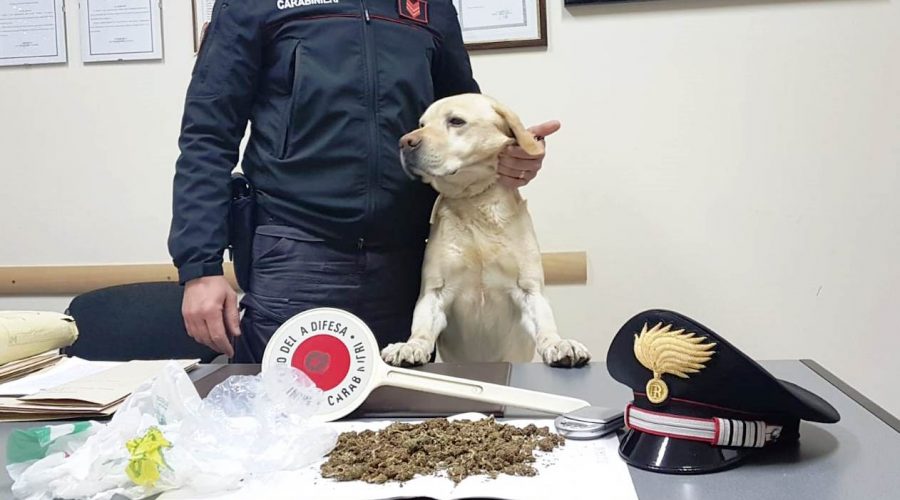 Mascali, ancora un duro colpo allo spaccio della marijuana: un arresto