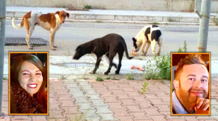 A Francavilla di Sicilia un bando contro il randagismo: “Adotta un amico fedele”