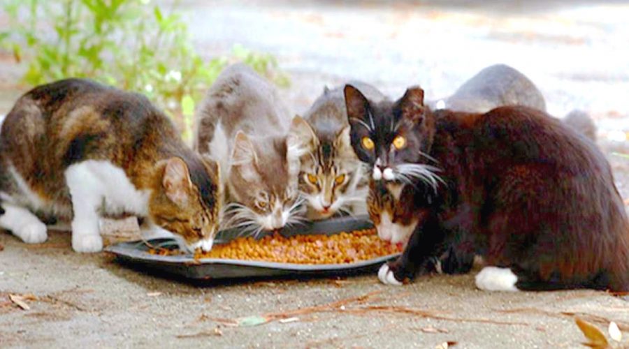 Giardini Naxos: l’Amministrazione Comunale “adotta” i gatti randagi del paese