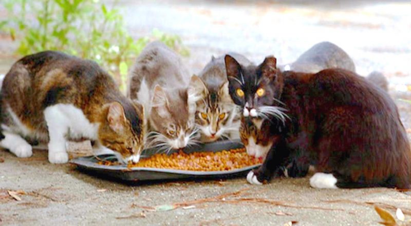 Giardini Naxos: l’Amministrazione Comunale “adotta” i gatti randagi del paese