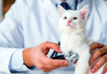 Una colonia felina non può essere sfrattata