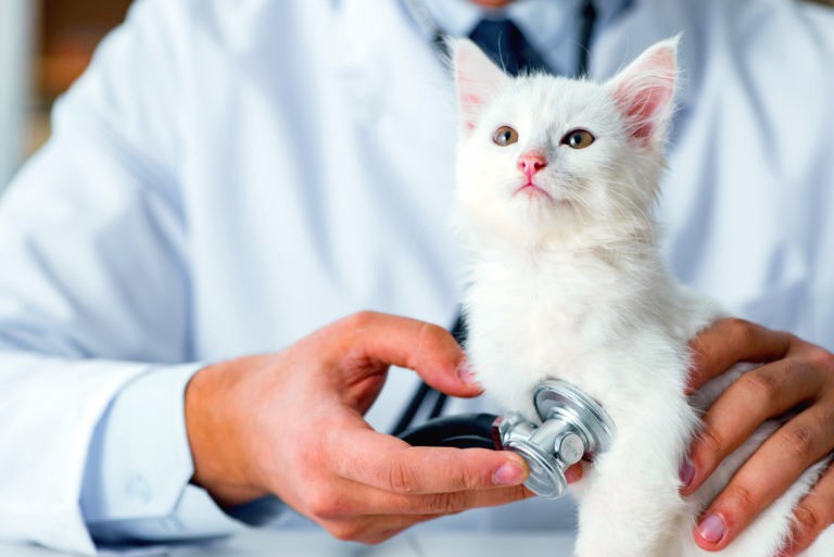 Una colonia felina non può essere sfrattata