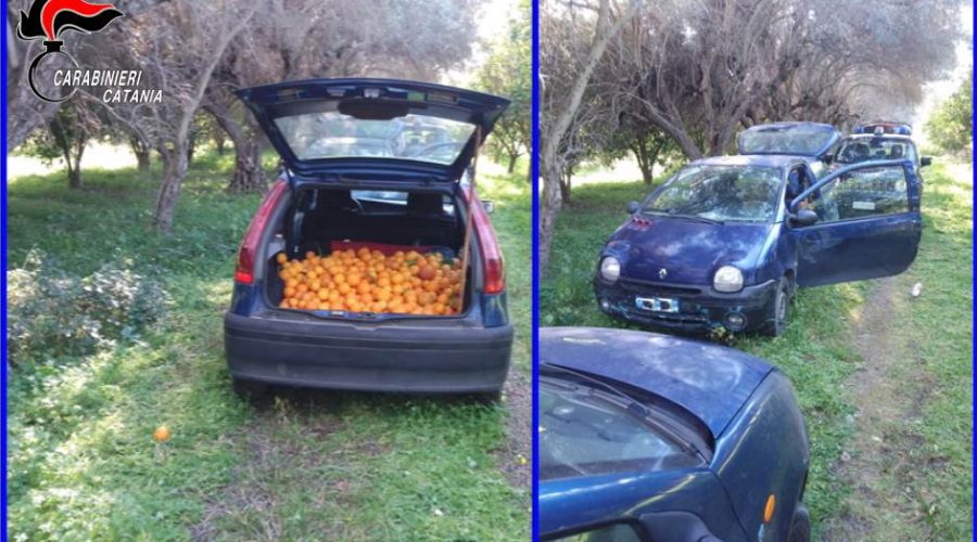 Arrestati due ladri d’arance: i CC sequestrano le auto utilizzate per il furto