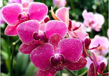 Fiori: la magia delle orchidee