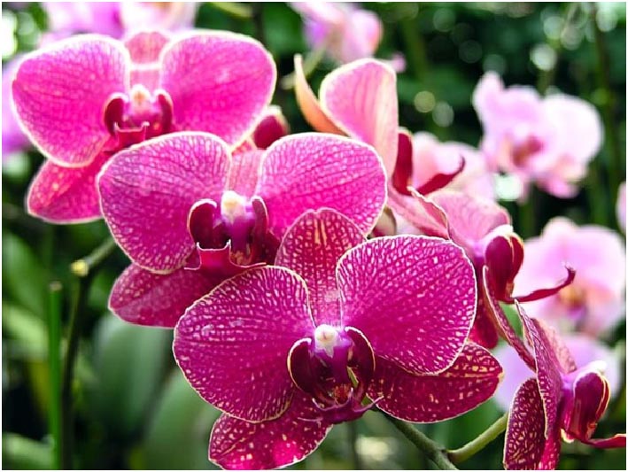 Fiori: la magia delle orchidee