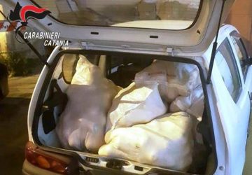 Motta Sant&rsquo;Anastasia, preso un altro razziatore di agrumi: refurtiva devoluta alla Caritas