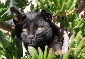 Calatabiano, spara e uccide con il proprio fucile il gatto del vicino di casa: denunciato