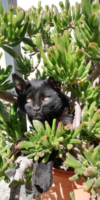 Calatabiano, spara e uccide con il proprio fucile il gatto del vicino di casa: denunciato