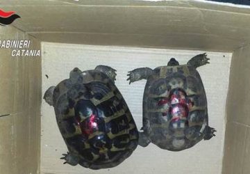Catania, vende tartarughe protette: denunciato