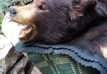 Catania, vendita illegale di animali, un arresto