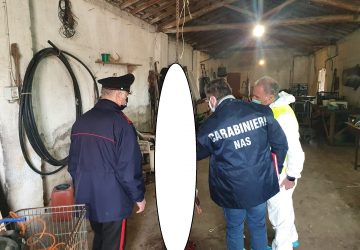 Macellazione clandestina, blitz dei Nas in un allevamento del Catanese