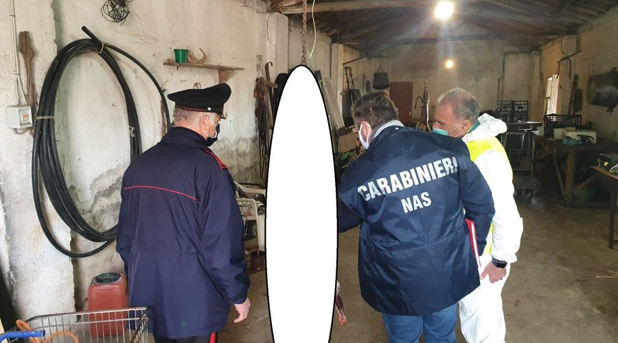 Macellazione clandestina, blitz dei Nas in un allevamento del Catanese