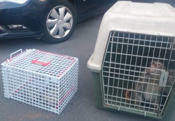 Catania, deteneva una scimmia che giocava con i figli: denunciata una donna
