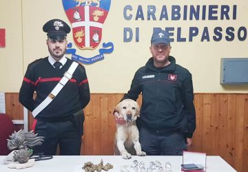 Belpasso, il cane Ivan fiuta la marijuana: un arrestato