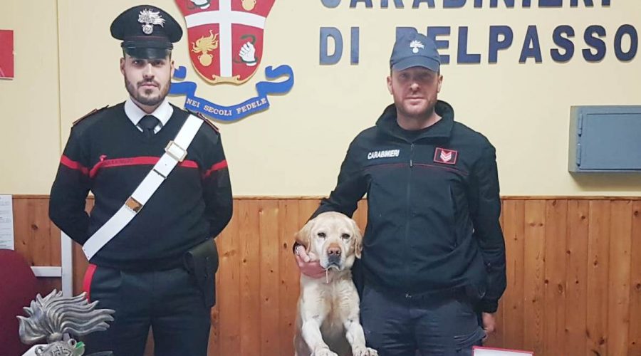 Belpasso, il cane Ivan fiuta la marijuana: un arrestato
