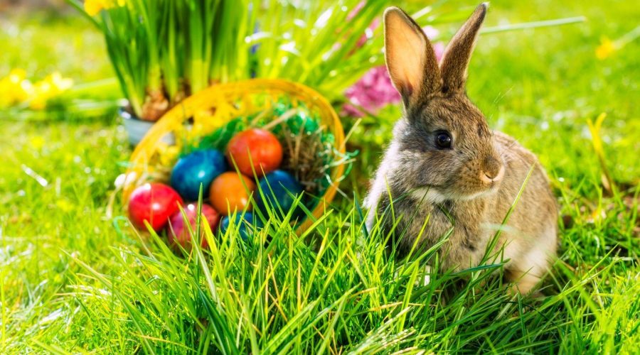 Pasqua, coronavirus e poesia: “A Favuledda i Pasqua”