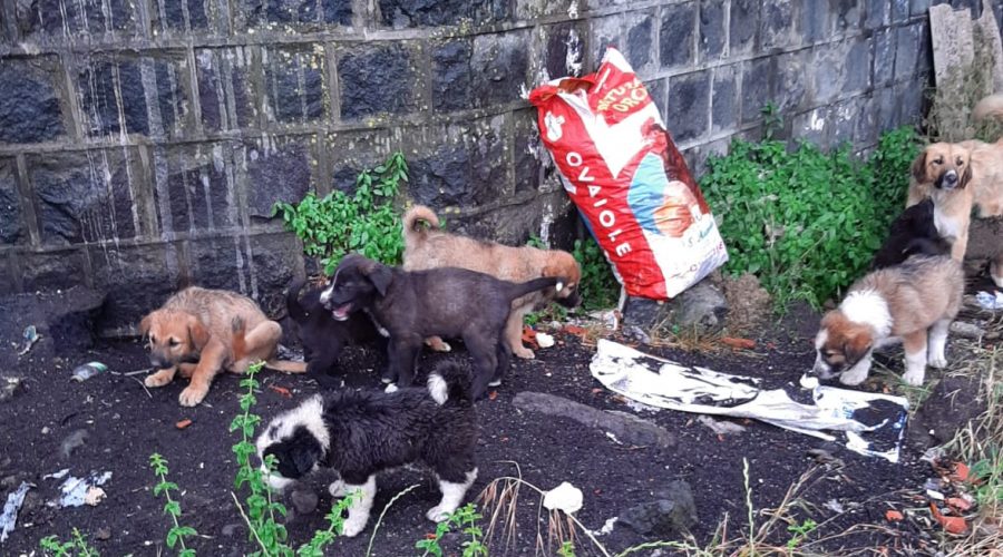 Giarre, una ventina cuccioli in pericolo ha bisogno di un riparo