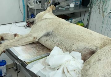 Mascali, avvelenati due cani randagi a Nunziata