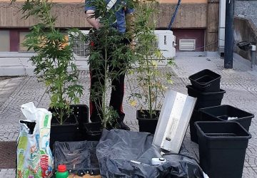 Gravina di Catania,  coltivavazione casalinga di canapa indiana: arrestato