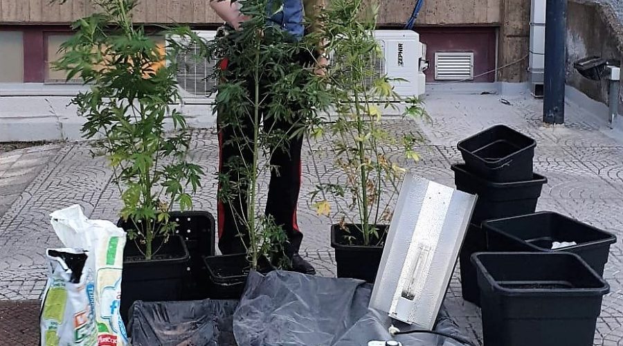 Gravina di Catania,  coltivavazione casalinga di canapa indiana: arrestato