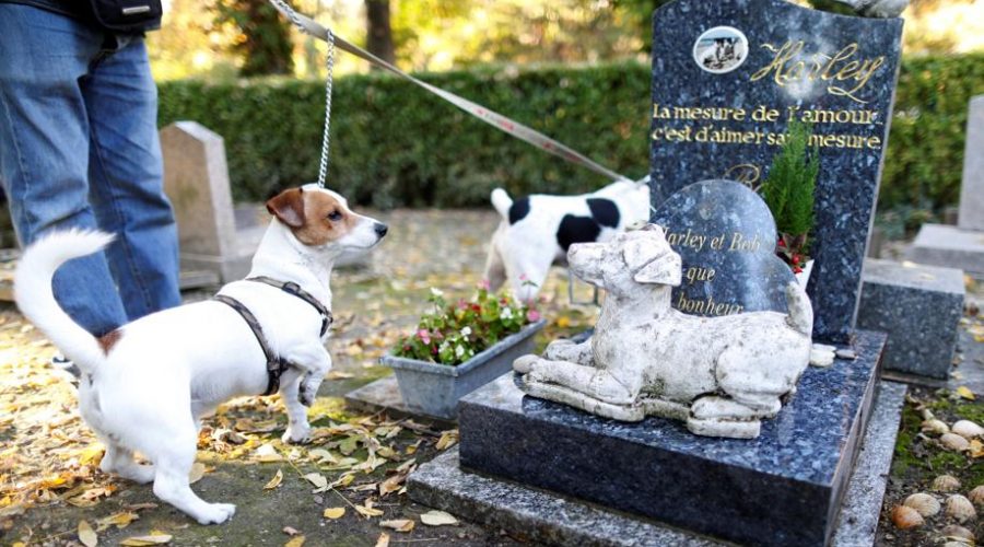 cimitero cani