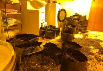 Allevatore si riconverte alla coltivazione&hellip; di marijuana: arrestato 41enne