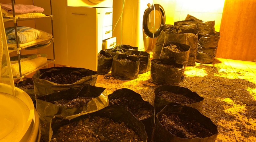 Allevatore si riconverte alla coltivazione… di marijuana: arrestato 41enne