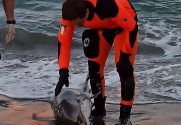 Catania, Vigili del Fuoco tentano di soccorrere un delfino alla Plaia