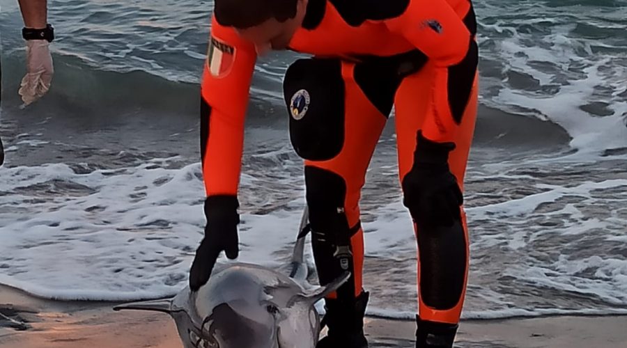 Catania, Vigili del Fuoco tentano di soccorrere un delfino alla Plaia