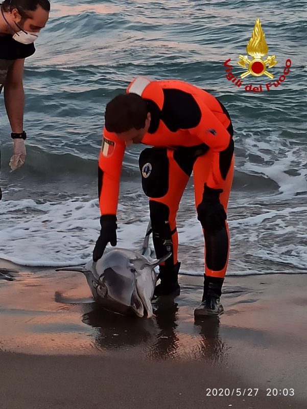 Catania, Vigili del Fuoco tentano di soccorrere un delfino alla Plaia