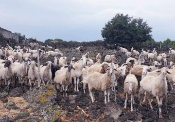 Linguaglossa, rubate 13 agnelline: scatta la solidariet&agrave; per difendere la tradizione della pastorizia