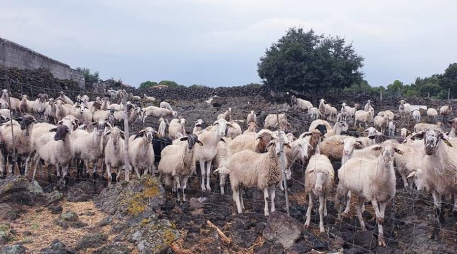 Linguaglossa, rubate 13 agnelline: scatta la solidarietà per difendere la tradizione della pastorizia