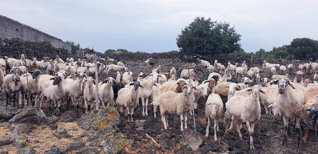 Linguaglossa, rubate 13 agnelline: scatta la solidarietà per difendere la tradizione della pastorizia