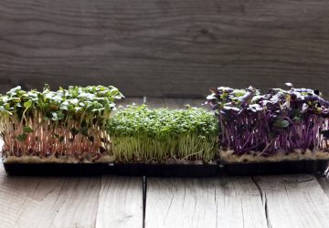 Come fare germogli in casa