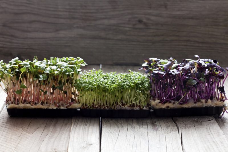 Germogliare Le Lenticchie Verdi In Barattolo Fotografia Stock - Immagine Di Isolato, Lenticchie - Foto 2