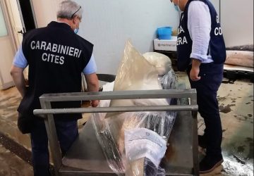 Catania, ritrovato e sequestrato lo squalo Mako pescato a Ognina