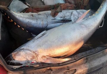 Riposto, sequestrati 300 kg di tonno rosso in scarse condizioni igienico sanitarie