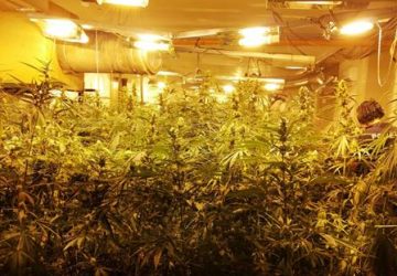 Maxi piantagione di droga nel centro storico di Catania. La droga, rivenduta, avrebbe fruttato 750.000 euro