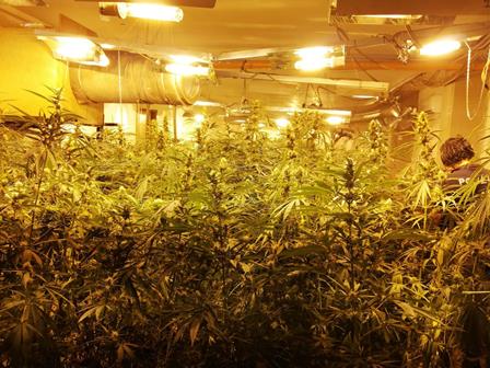 Maxi piantagione di droga nel centro storico di Catania. La droga, rivenduta, avrebbe fruttato 750.000 euro